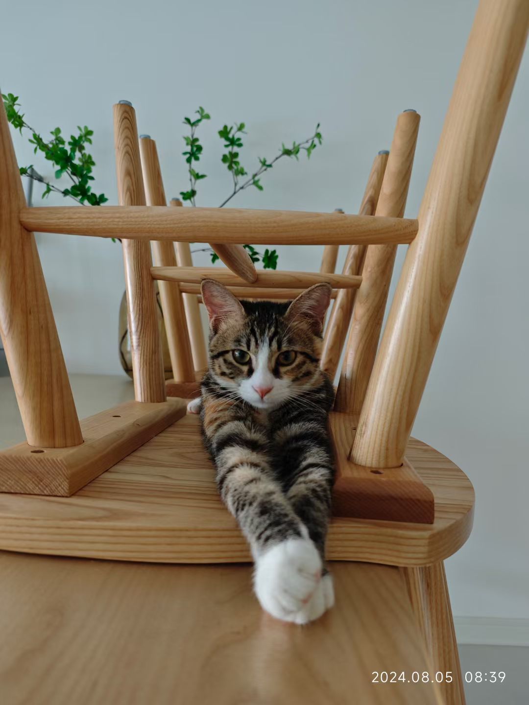 猫咪照片