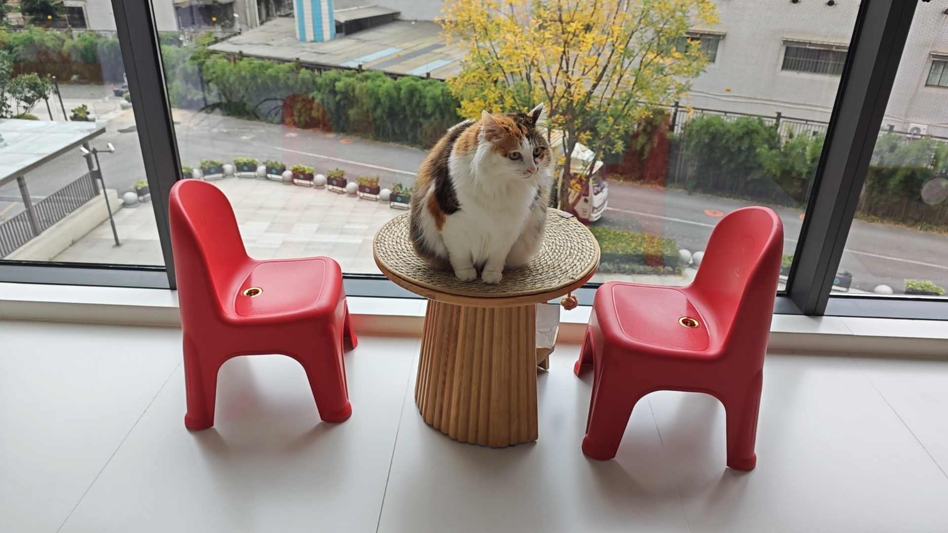 猫咪照片