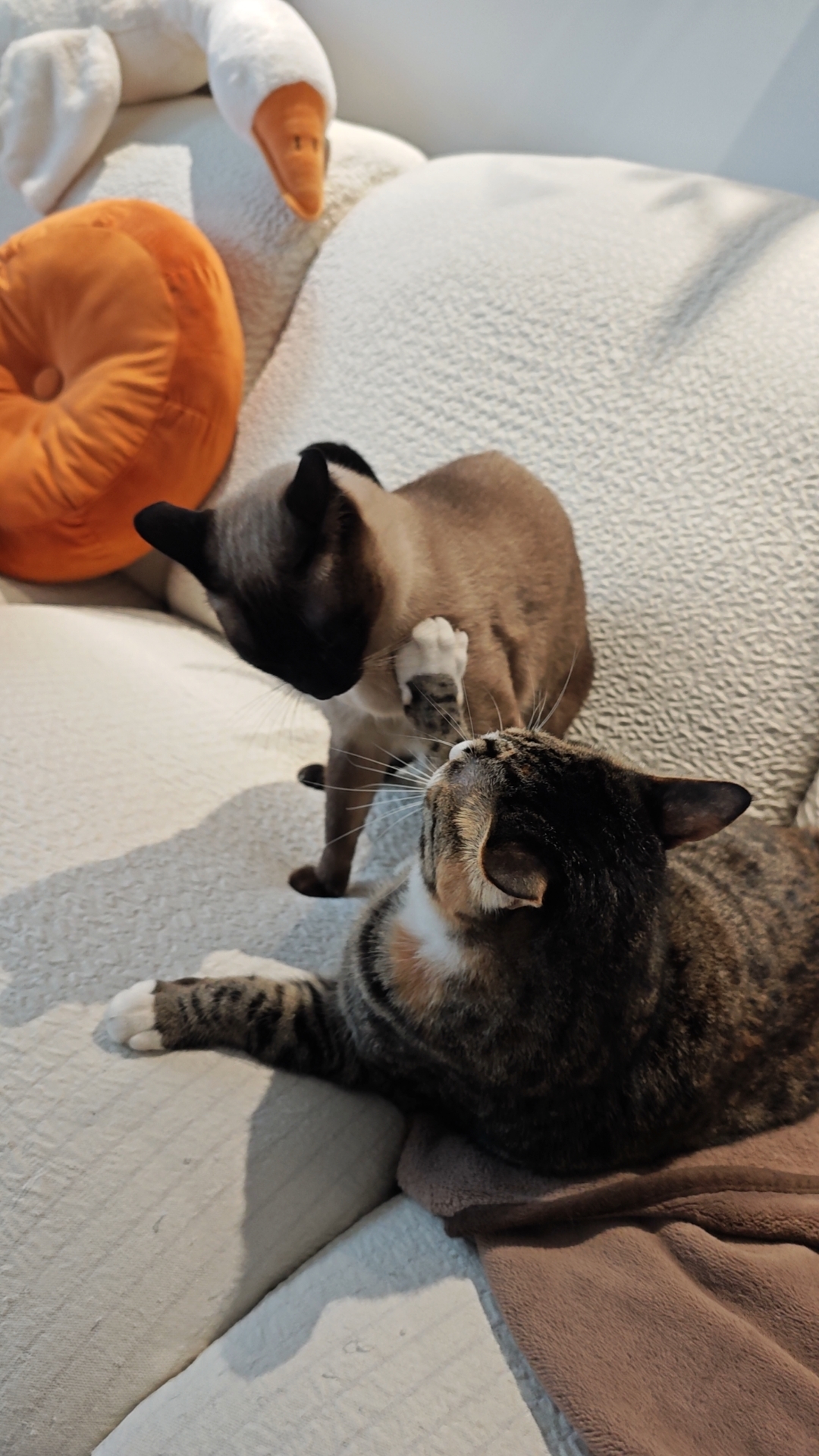 猫咪照片