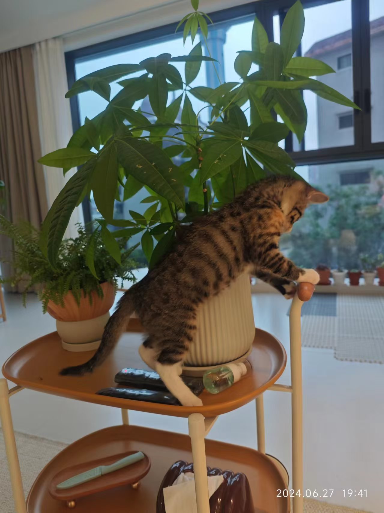 猫咪照片