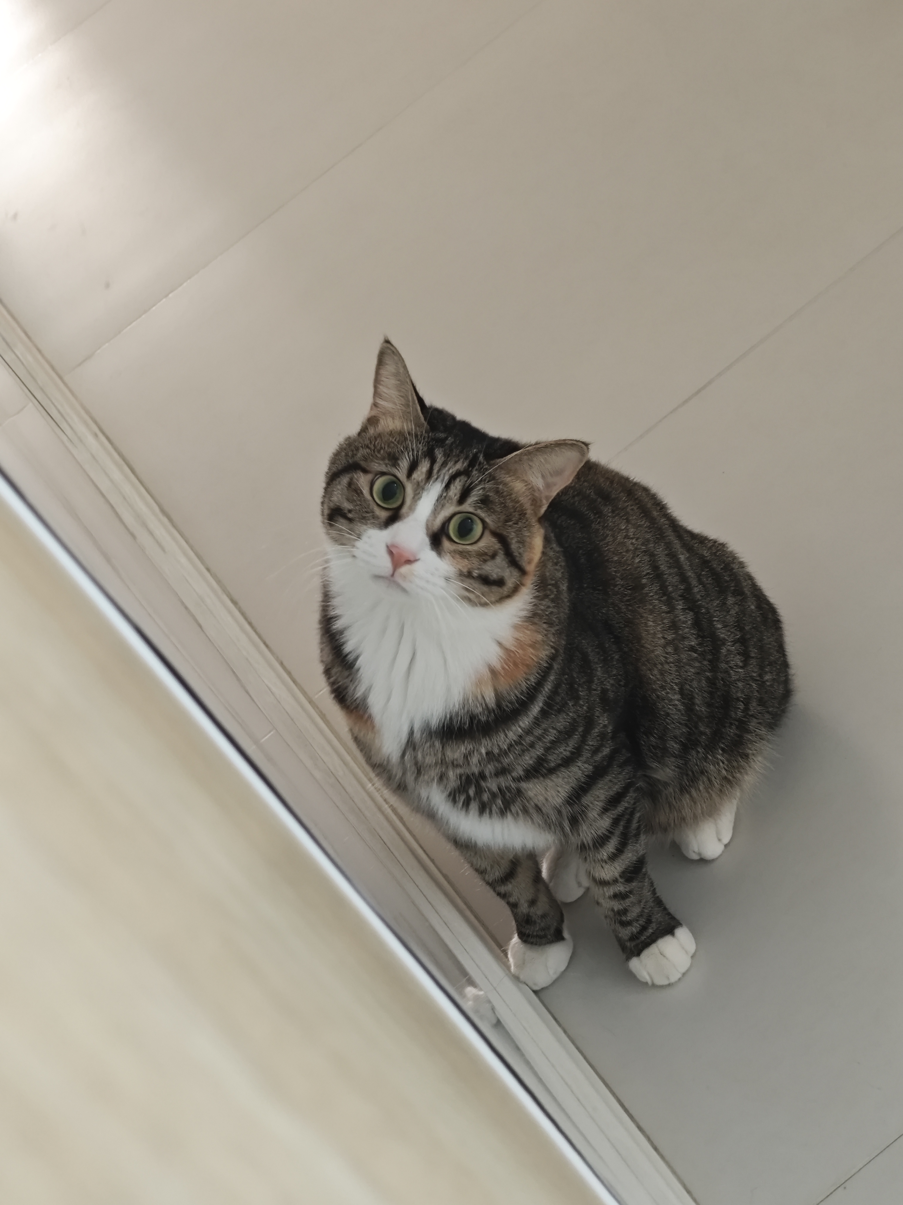 猫咪照片