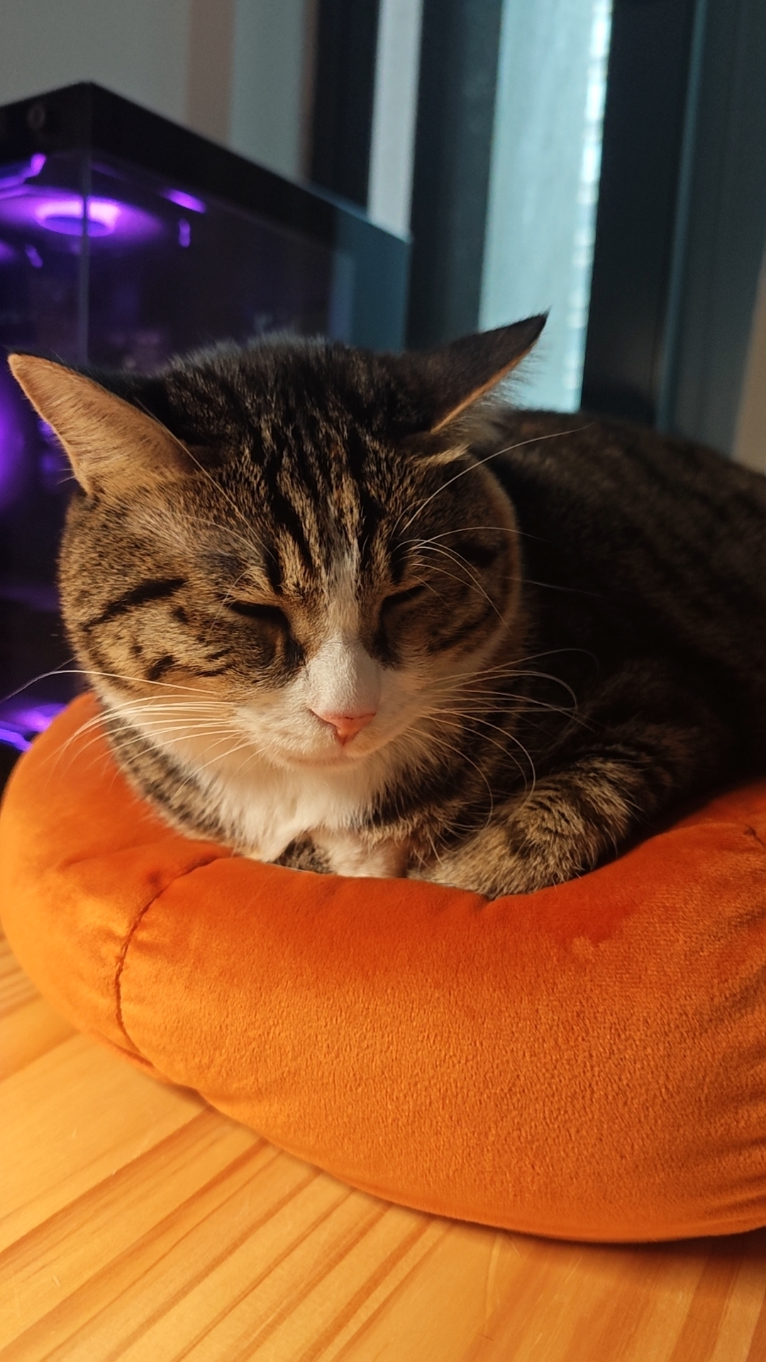 猫咪照片