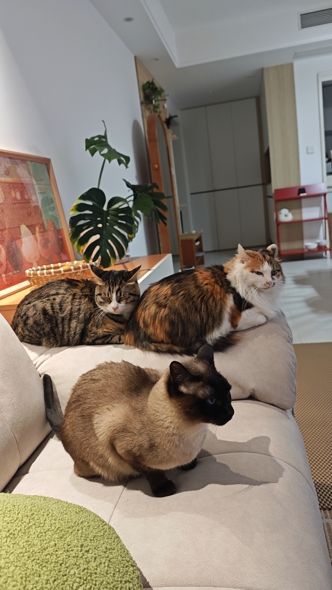 猫咪照片