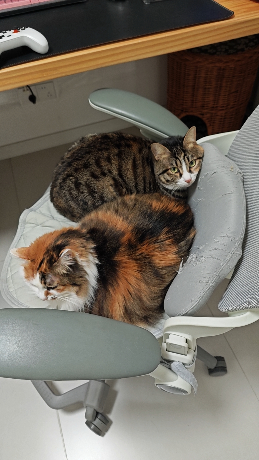 猫咪照片