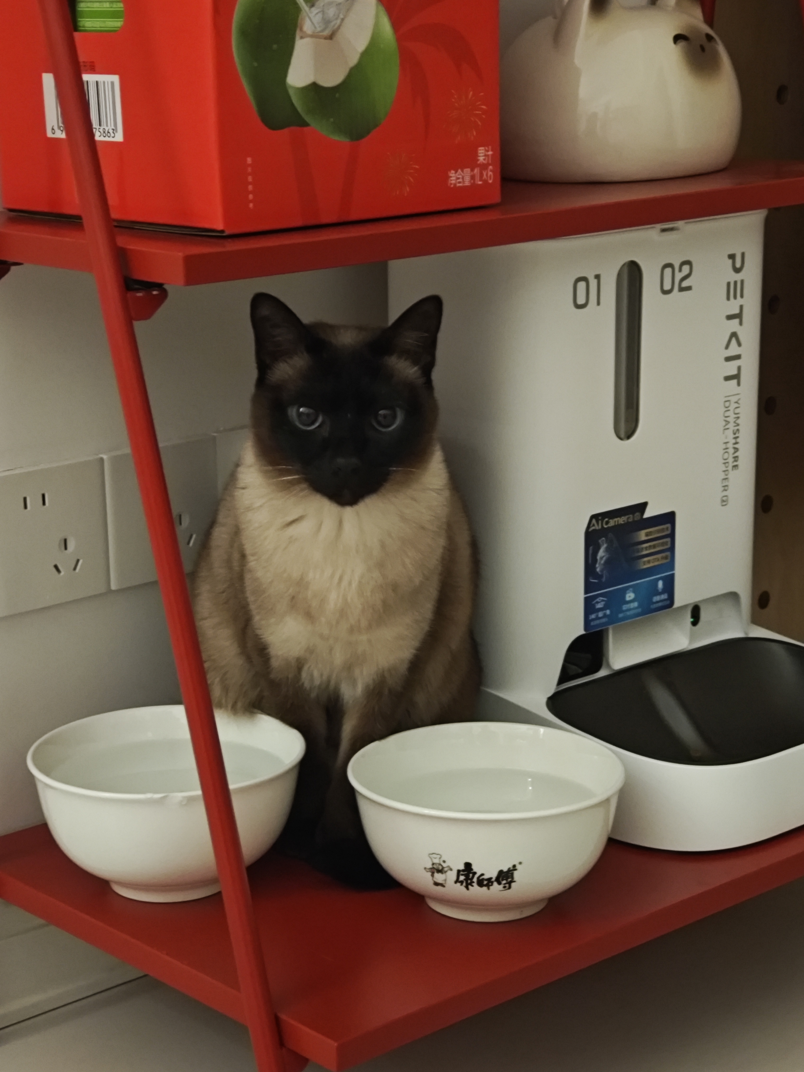 猫咪照片