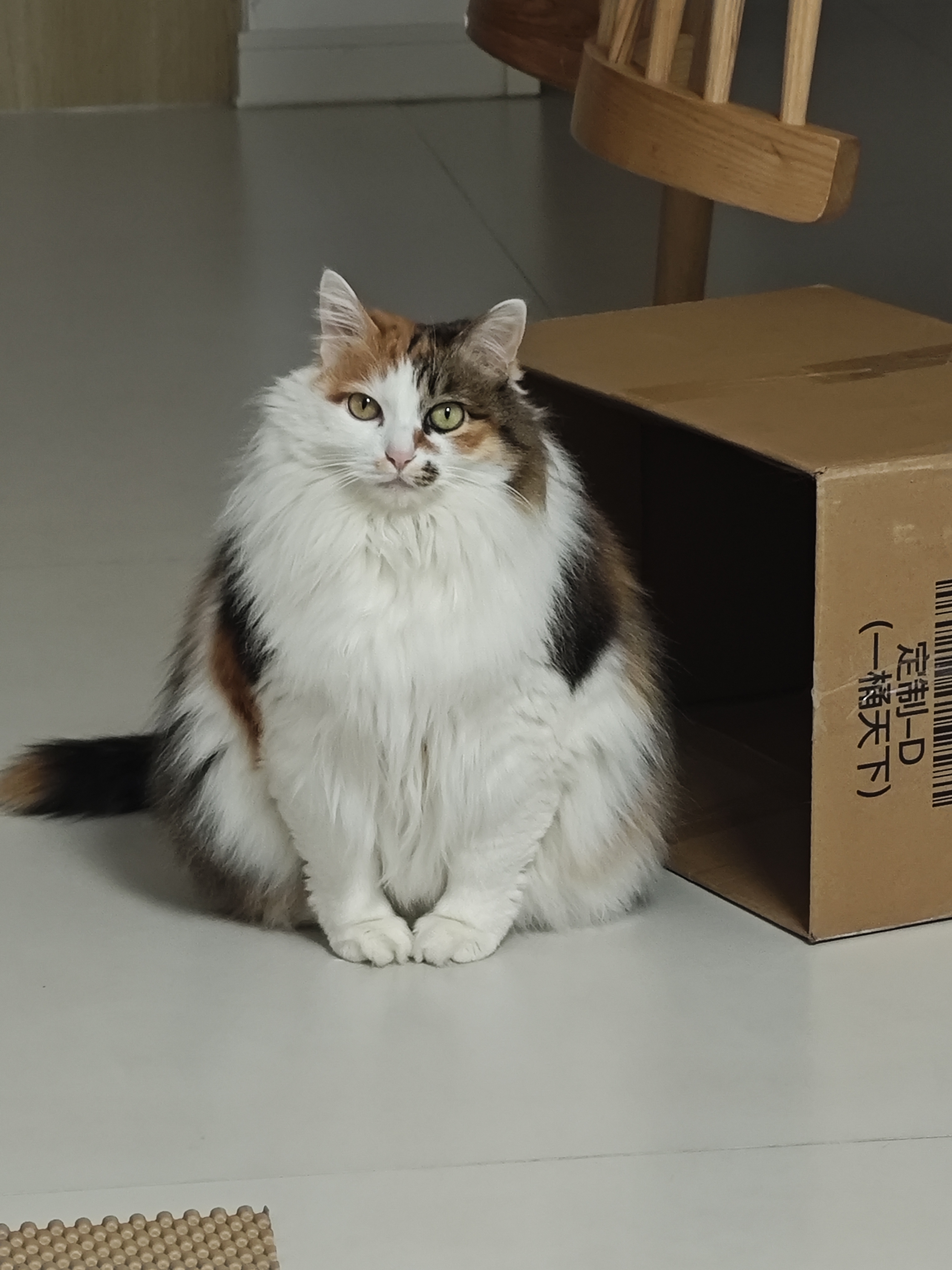 猫咪照片