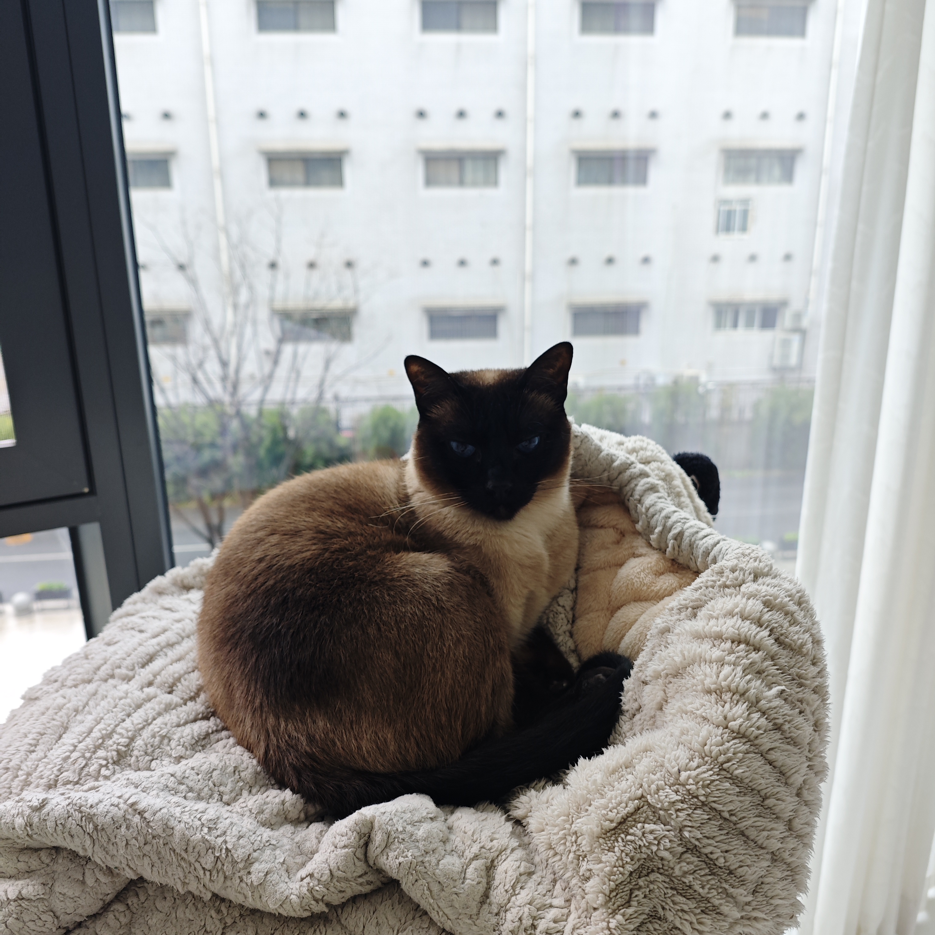 猫咪照片