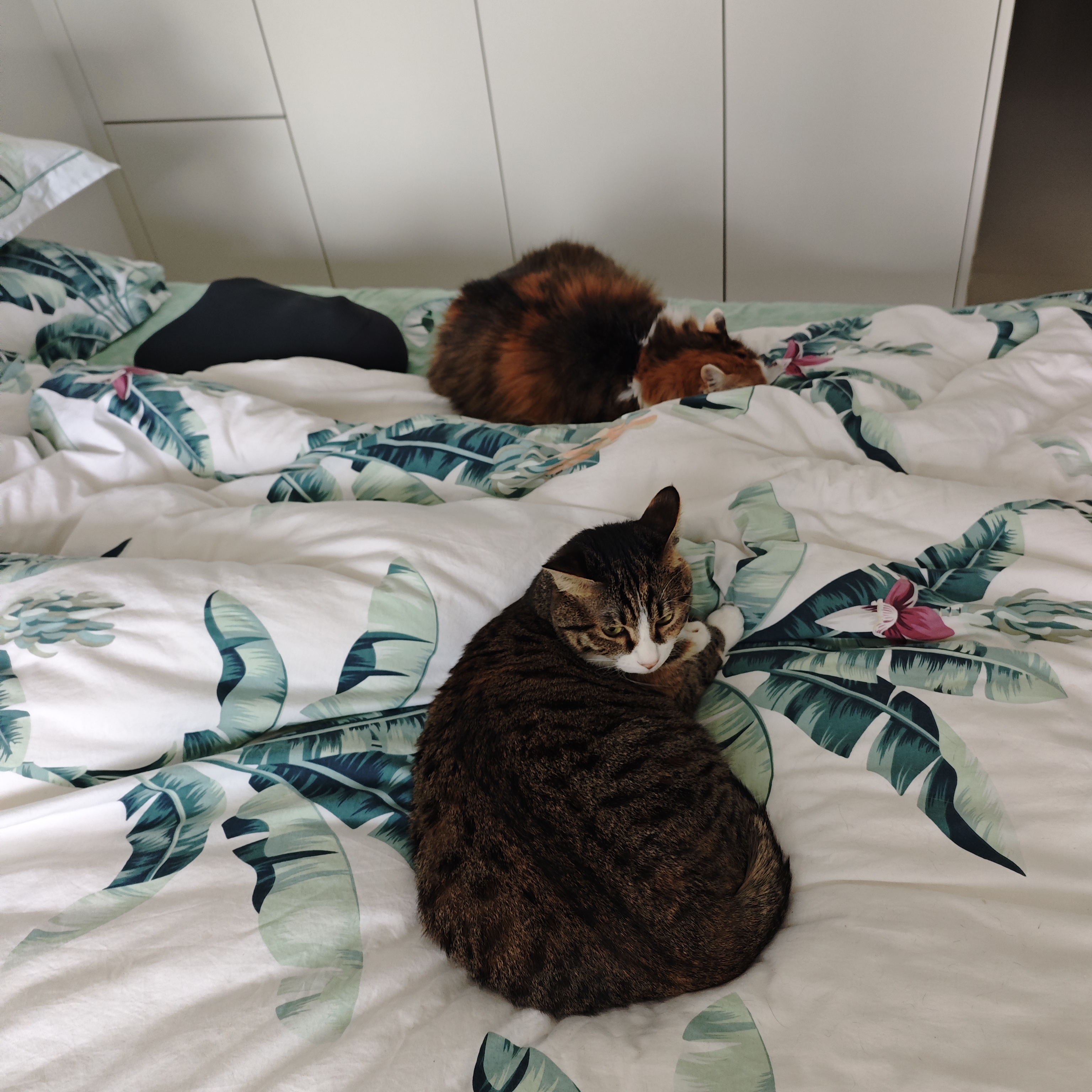 猫咪照片