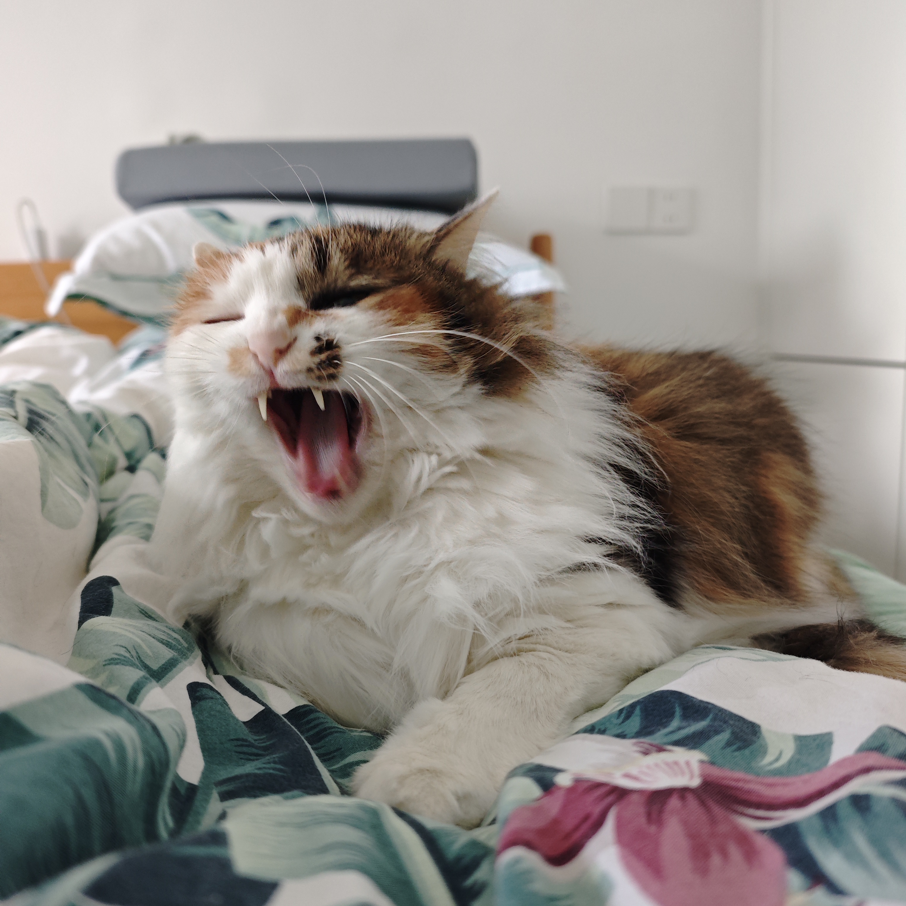 猫咪照片