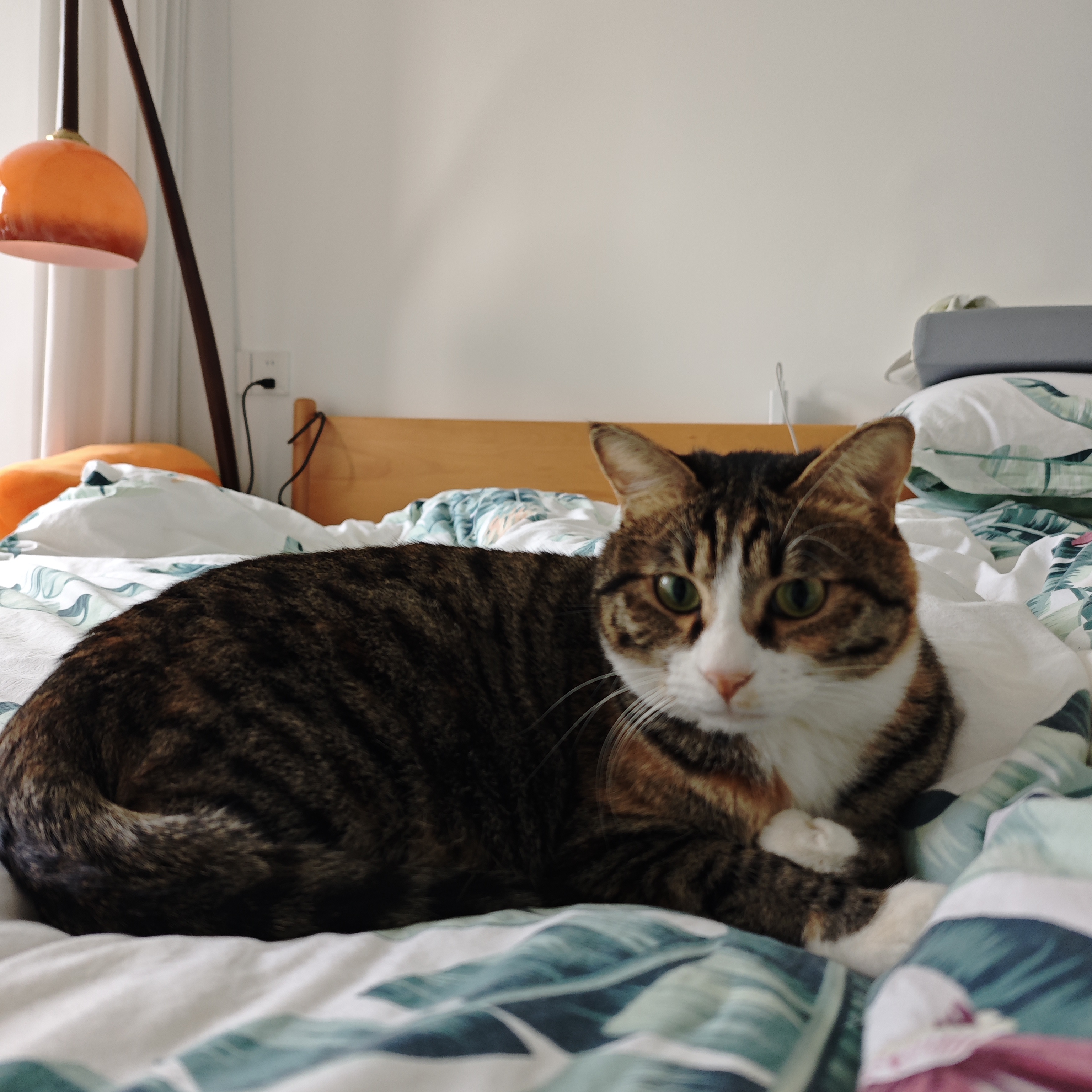 猫咪照片